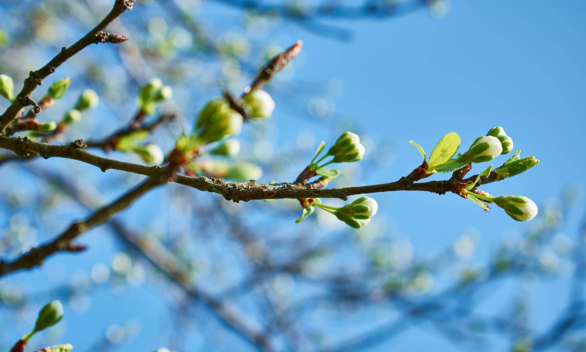 Čím stříkat na jaře vinohrad a ovocné stromy
