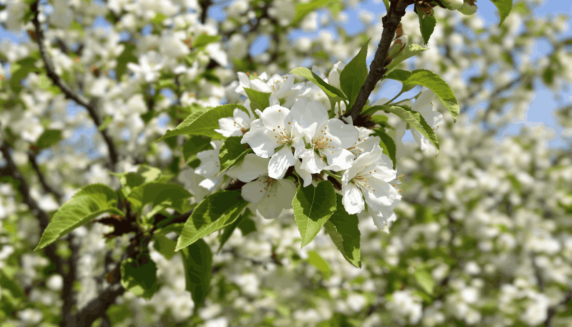 Jak na postřik ovocných stromů