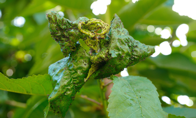 Ochrana proti mšicím na rostlinách